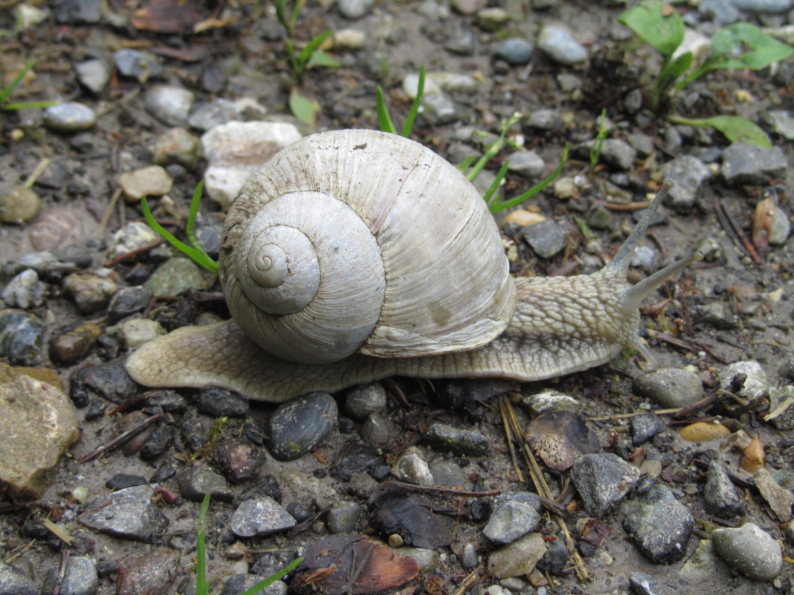 IMG 2262 scaled